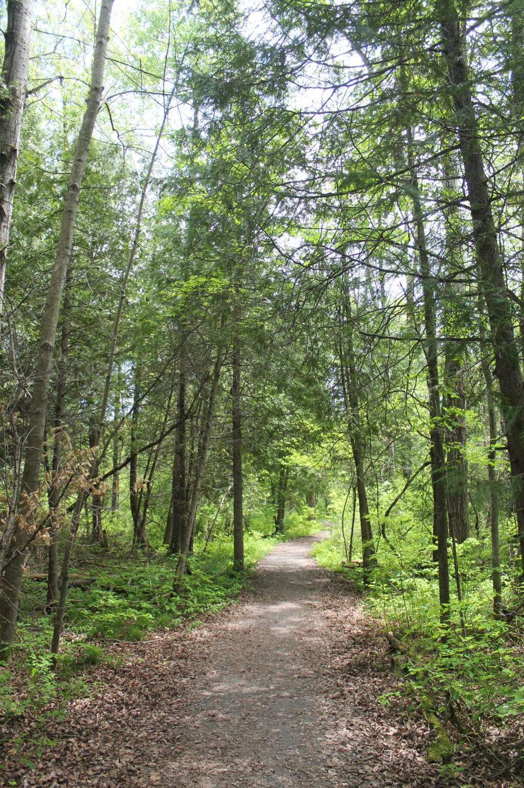 Photo: Beautiful Natural Walkway
