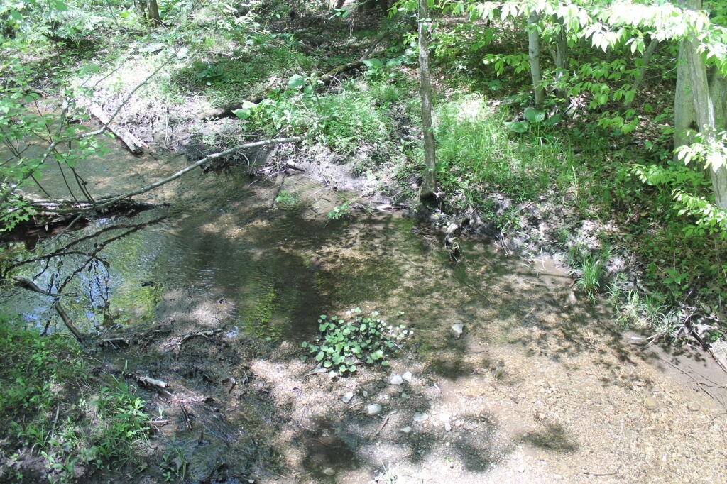 Photo: Stream Feeding into Chittenango Creek
