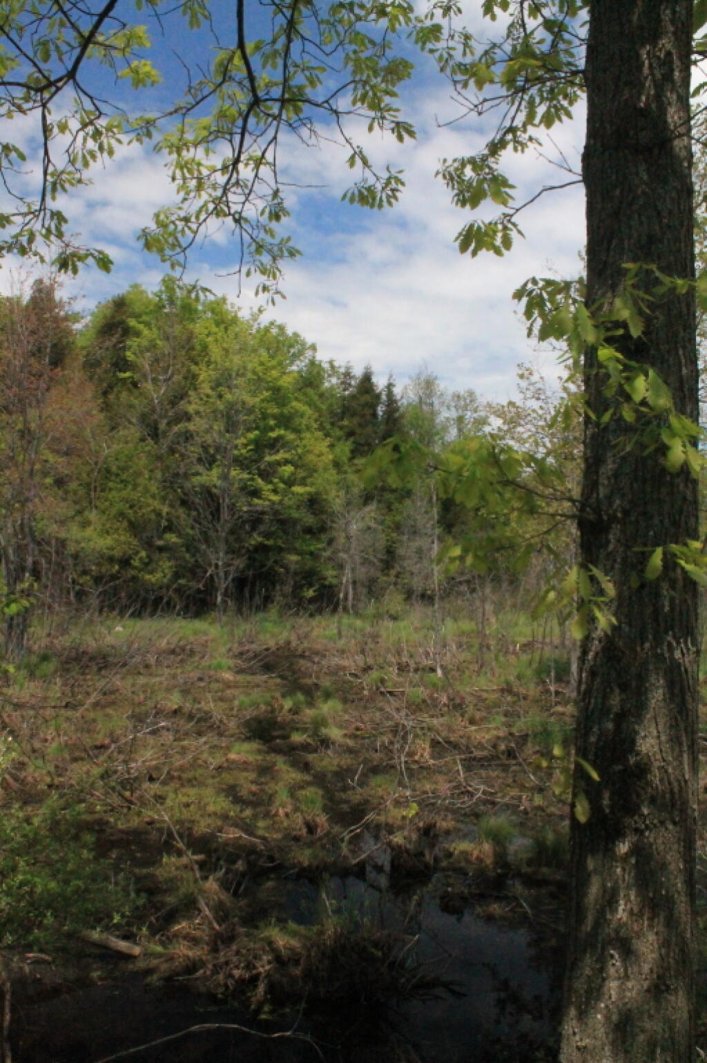 Photo: Into the Swamp