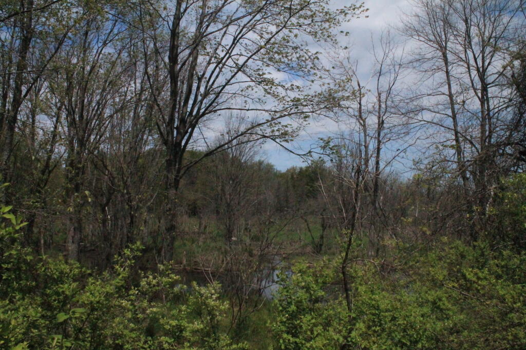Photo: Another View of the Swamp