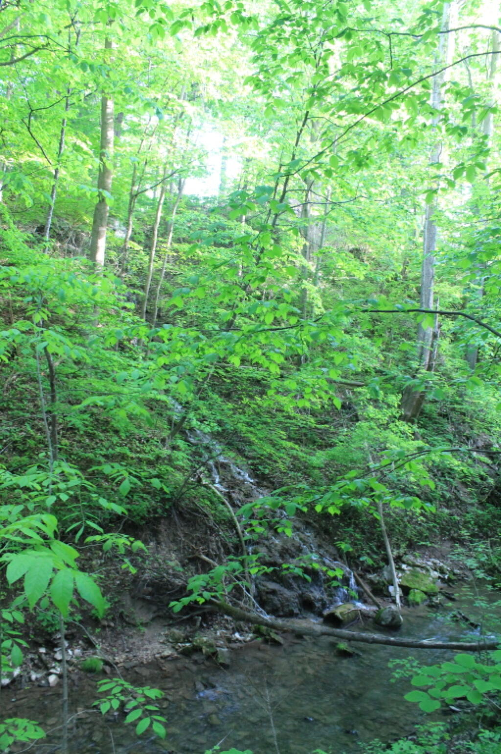 Photo: Canastota Creek Photo: Canastota Creek