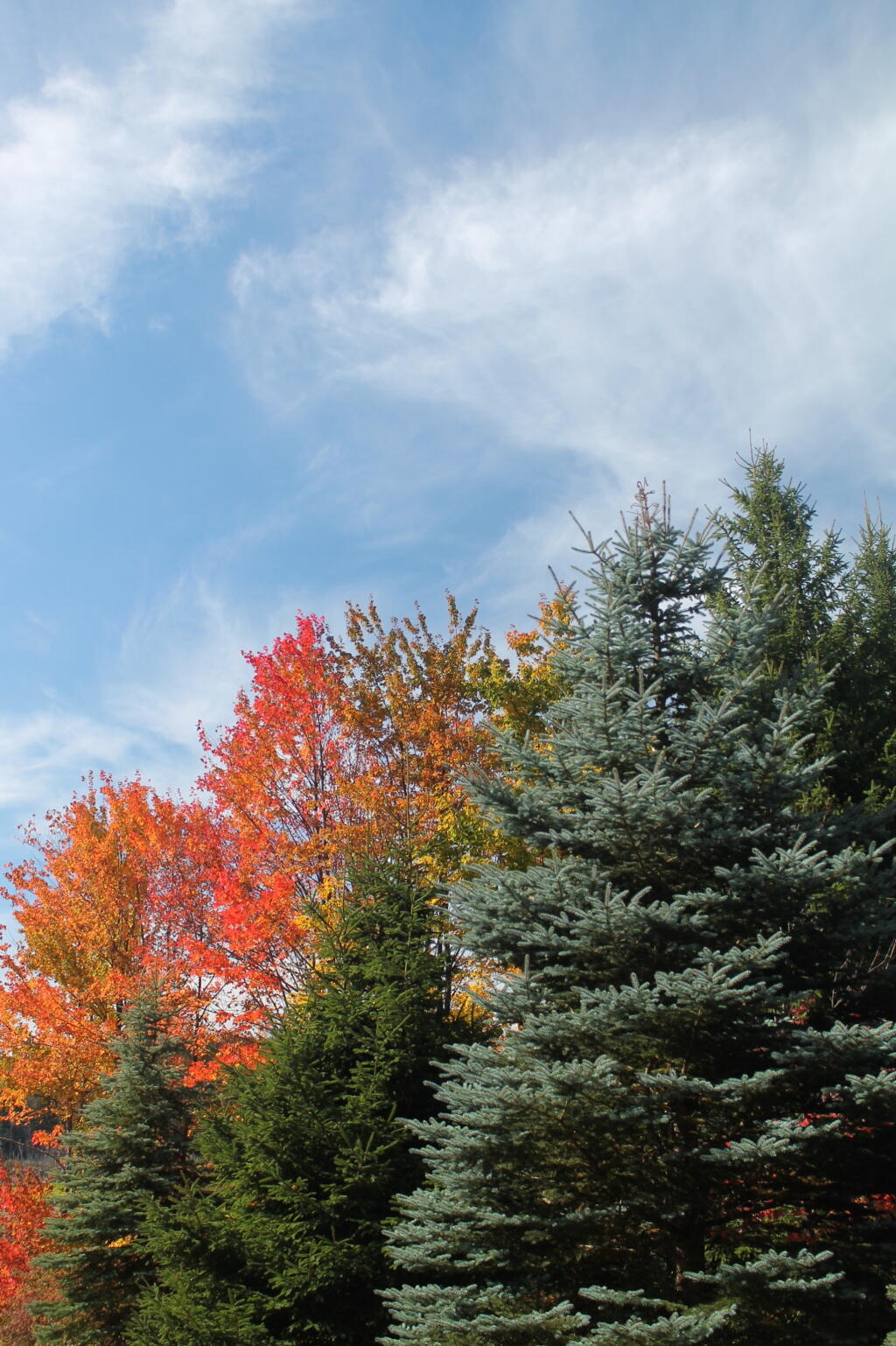 Photo: Trees Along Looking Glass Pond Photo: Trees Along Looking Glass Pond