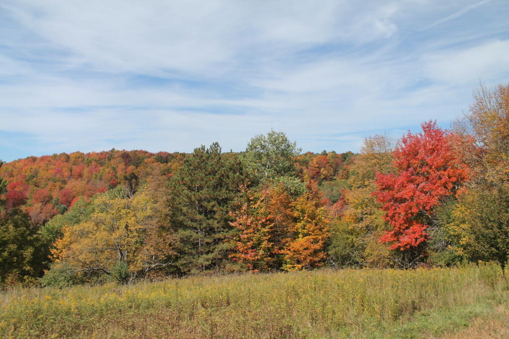 Photo: Colors Along Duck Pond Photo: Colors Along Duck Pond