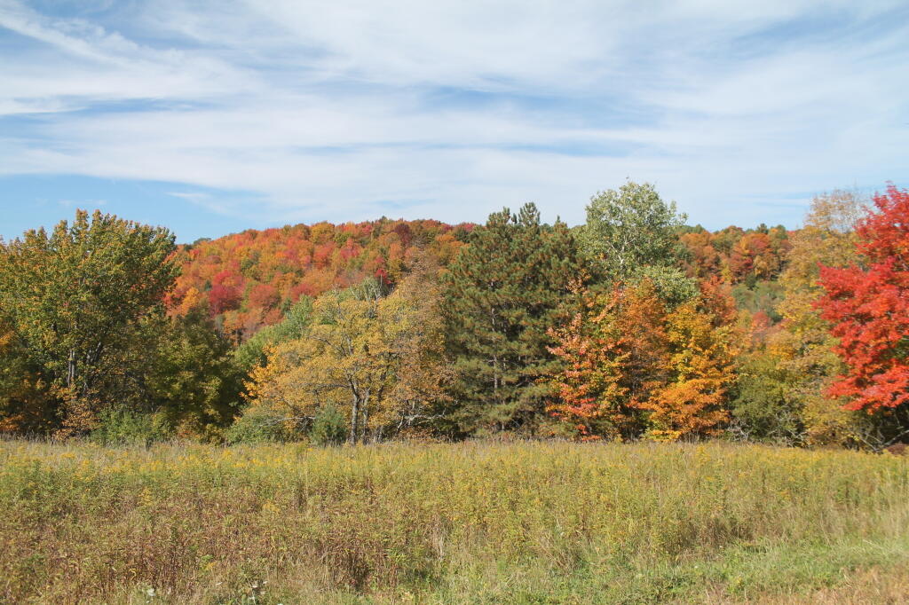Photo: Wharton Hollow Photo: Wharton Hollow