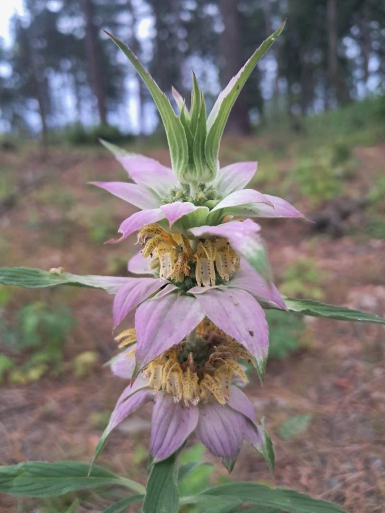 Photo: Spotted Bee Balm Photo: Spotted Bee Balm