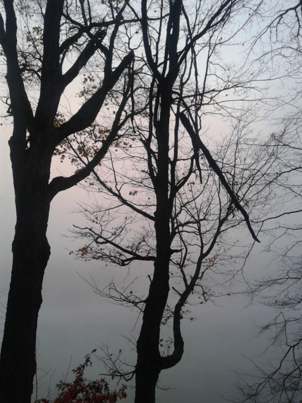 Photo: Trees on a Spooky Halloween Day Photo: Trees on a Spooky Halloween Day