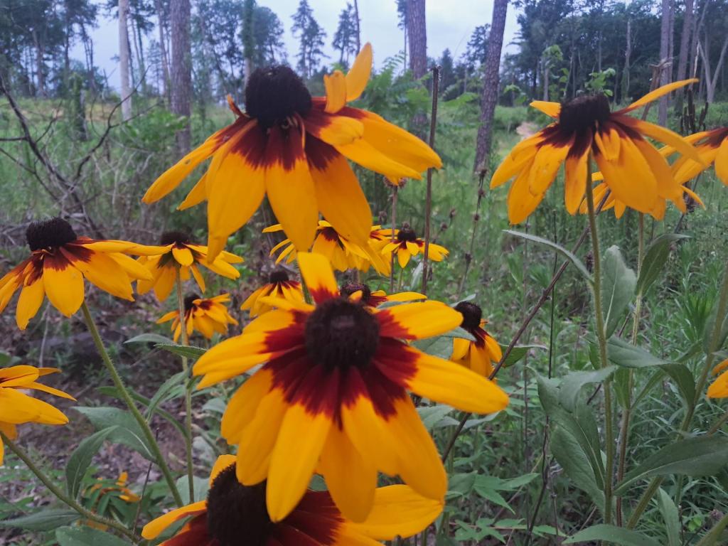 Photo: Cone Flower Photo: Cone Flower