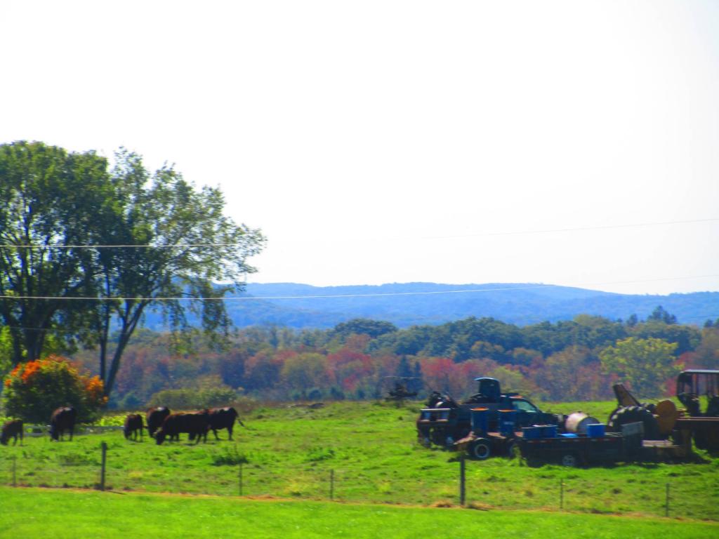 Photo: Machinary and Cows Photo: Machinary and Cows