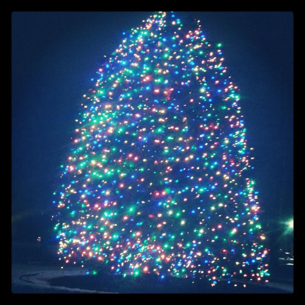 Photo: Tree In Front Of Capitol Photo: Tree In Front Of Capitol