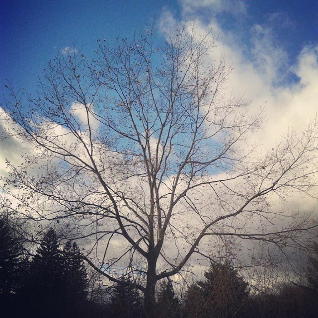 Photo: Tree Photo: Tree