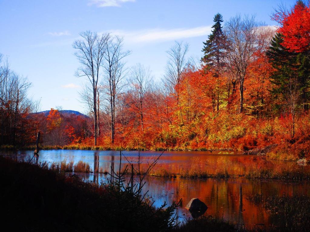 Photo: Wetlands Crossed by the Swinging Falls Trail Photo: Wetlands Crossed by the Swinging Falls Trail