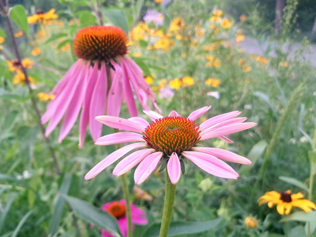 Photo: Purple Coneflower Photo: Purple Coneflower