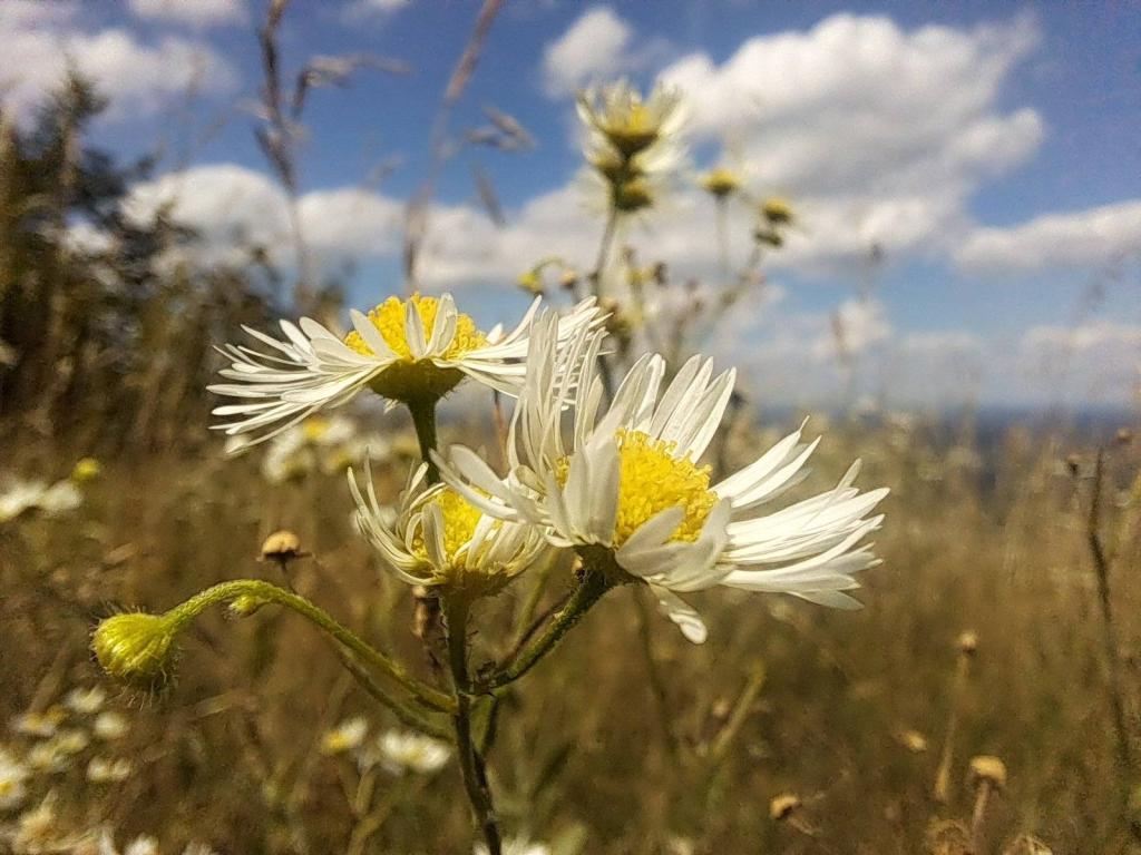 Photo: Fleabane at Thacher Park Photo: Fleabane at Thacher Park