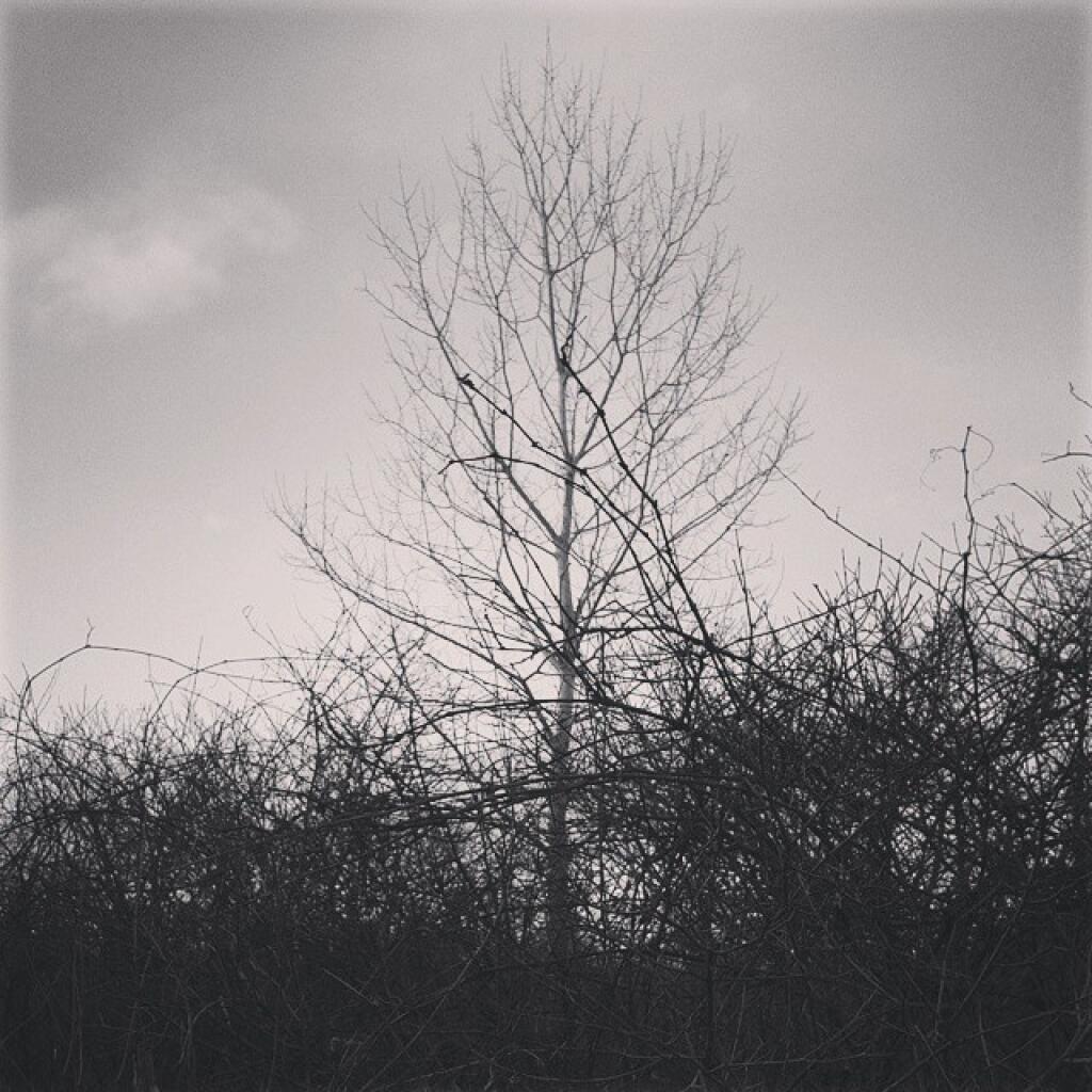 Photo: Tree Photo: Tree