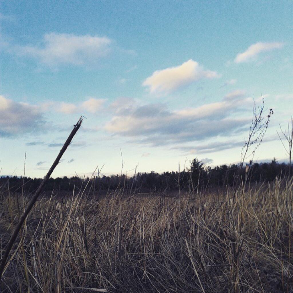 Photo: The field Photo: The field