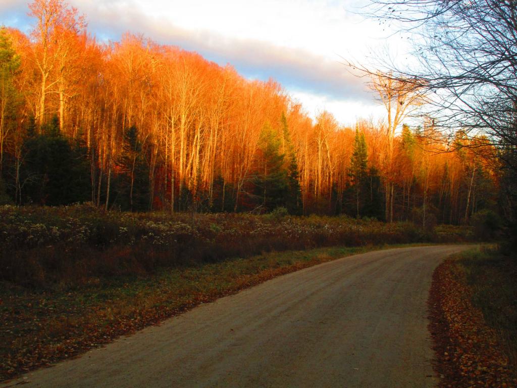 Photo: Jessup River Road Photo: Jessup River Road