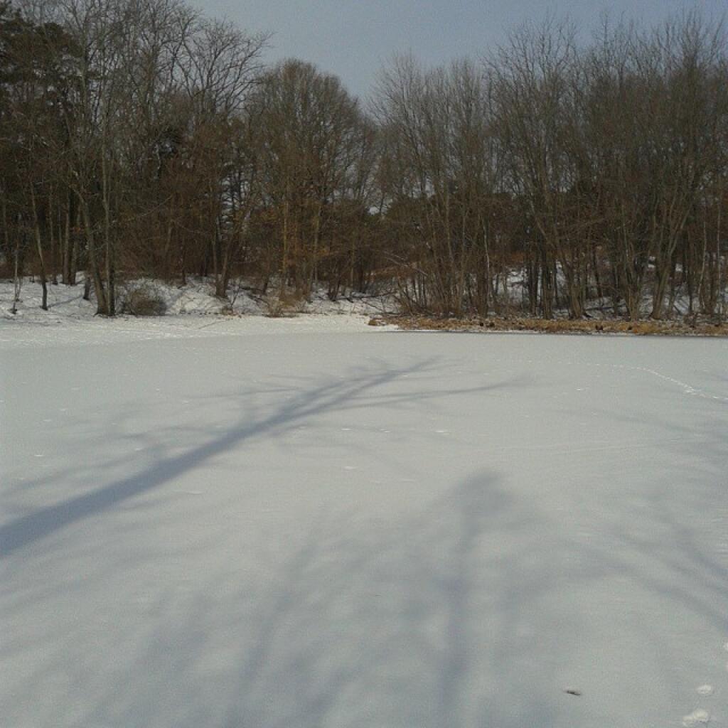 Photo: On the pond Photo: On the pond