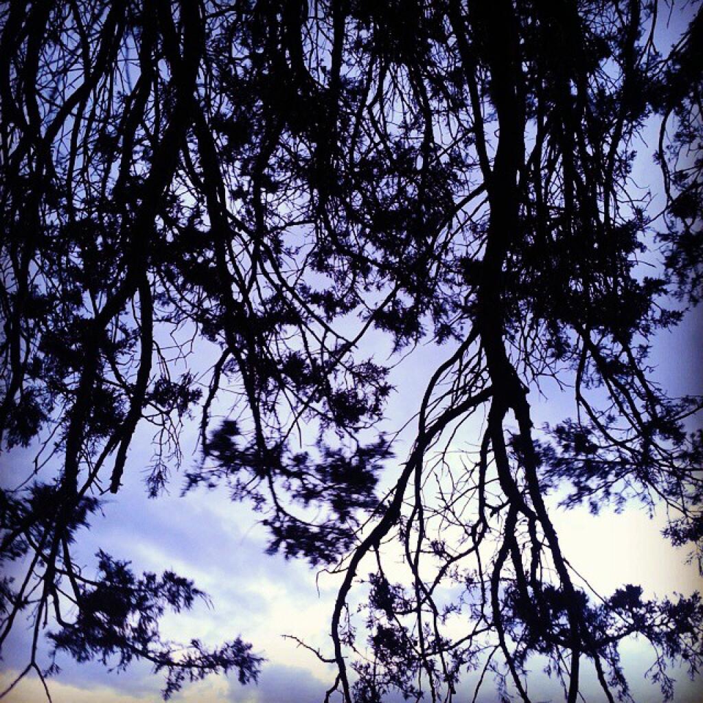 Photo: Cedar Photo: Cedar