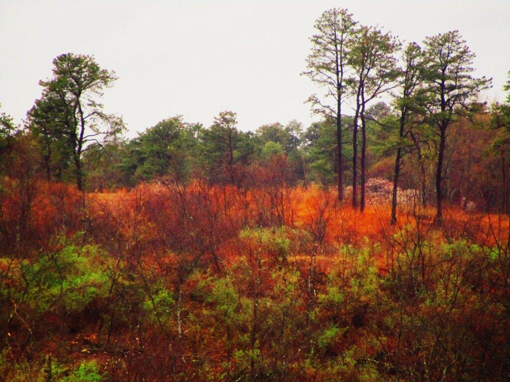 Photo: Rainy Spring Day Photo: Rainy Spring Day