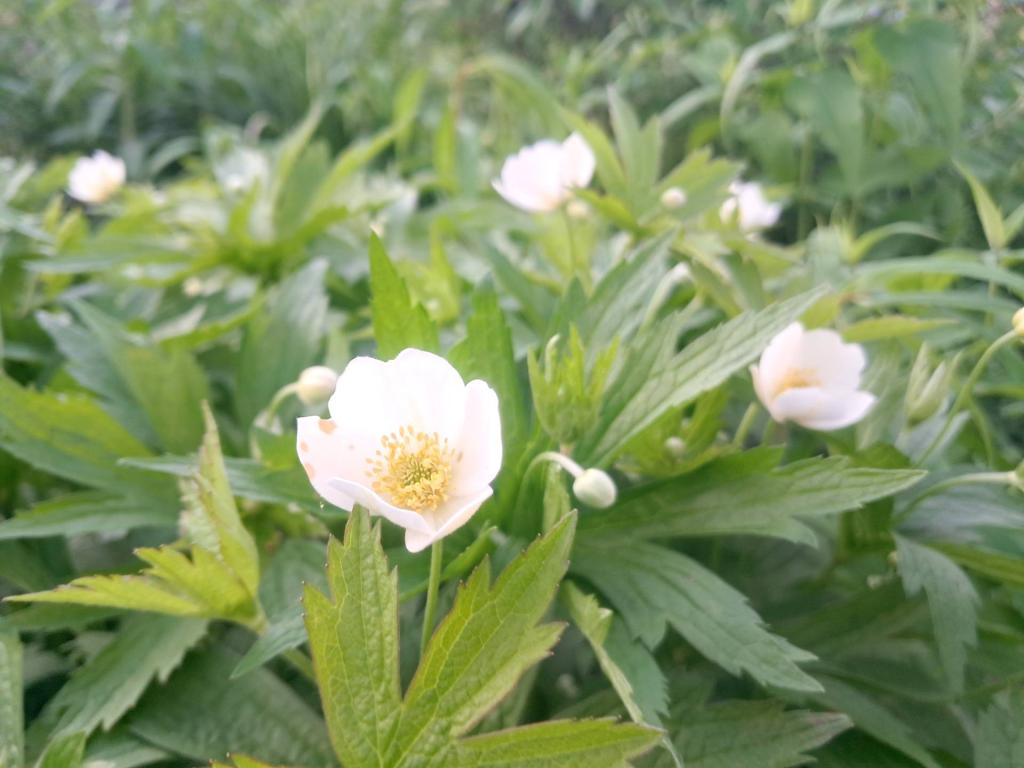 Photo: Snowdrop Anemone [Expires June 10 2026]