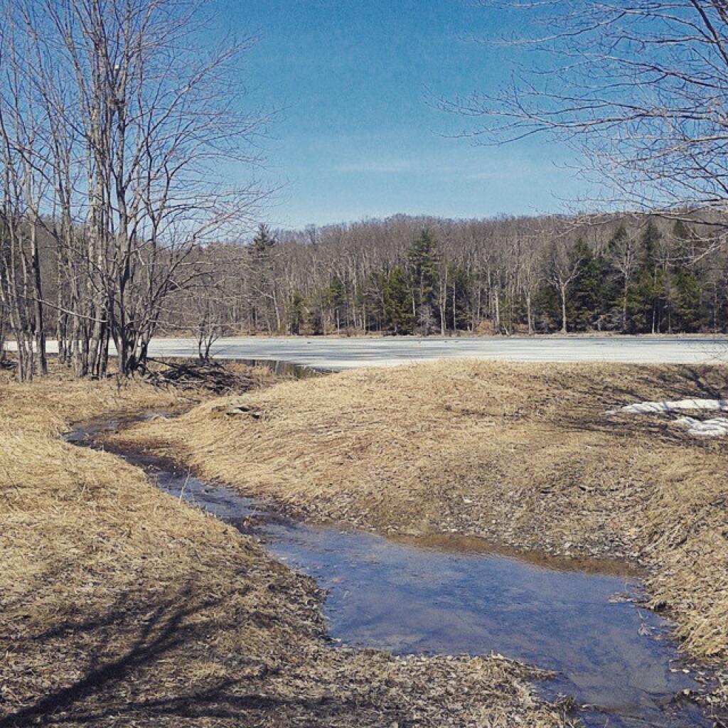 Photo: Thin skim of ice on the deeper ponds Photo: Thin skim of ice on the deeper ponds