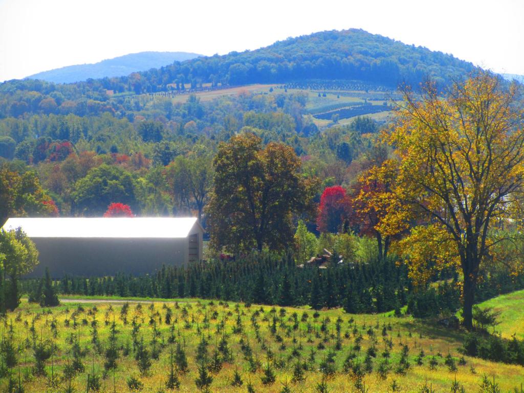 Photo: Tree Farm Photo: Tree Farm
