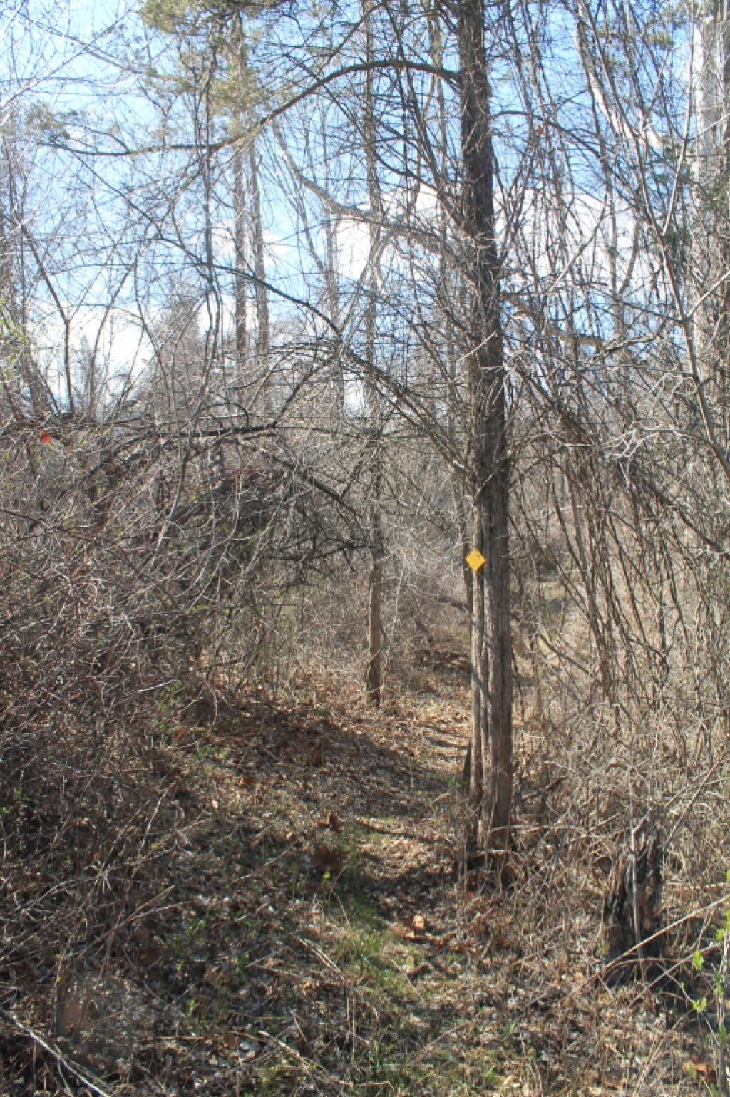 Photo: Not Much Green on The Trail Photo: Not Much Green on The Trail