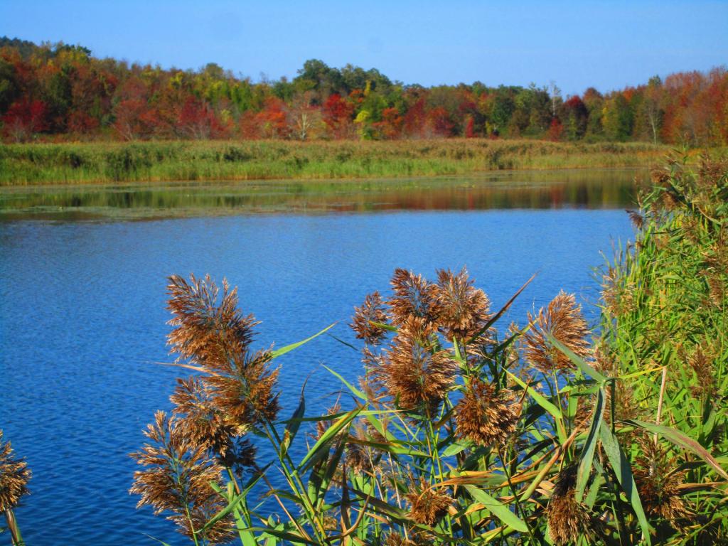 Photo: Cat Tails Photo: Cat Tails