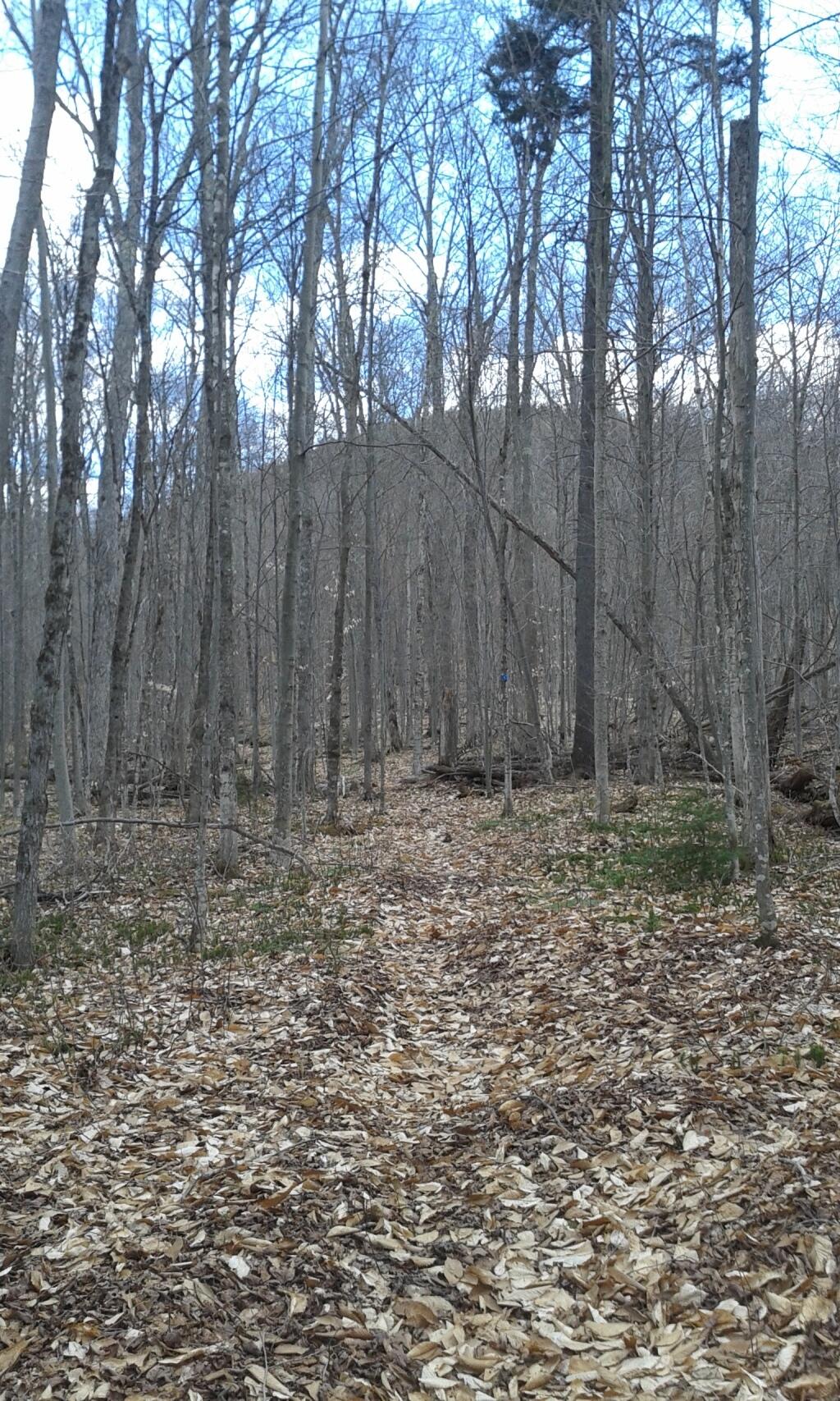 Photo: In the Woods Photo: In the Woods
