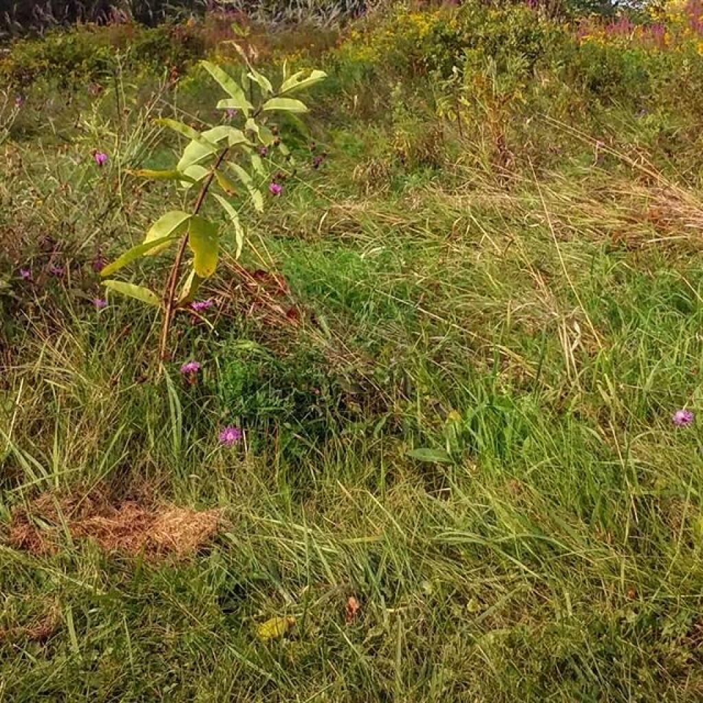 Photo: Milkweed Photo: Milkweed