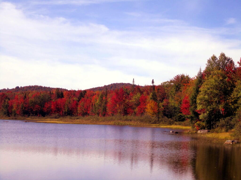 Photo: Nice Color On The Shoreline Of Cedar River Flow Photo: Nice Color On The Shoreline Of Cedar River Flow