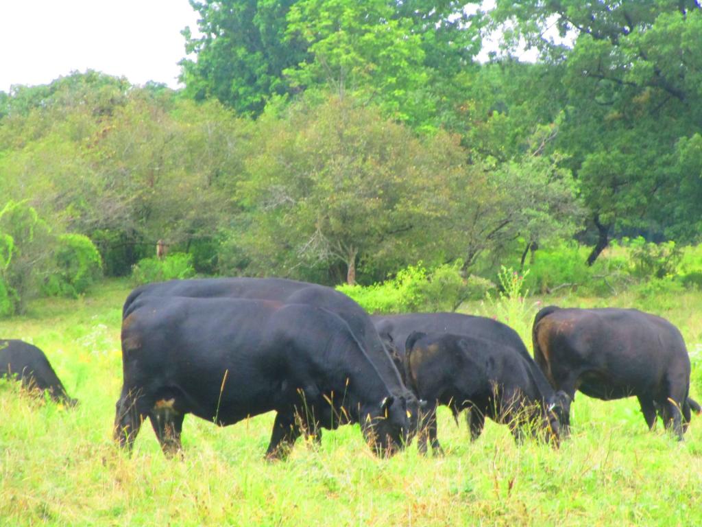Photo: Moo Photo: Moo
