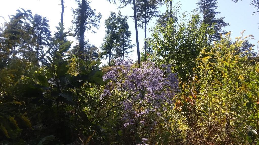Photo: Wildflowers Photo: Wildflowers
