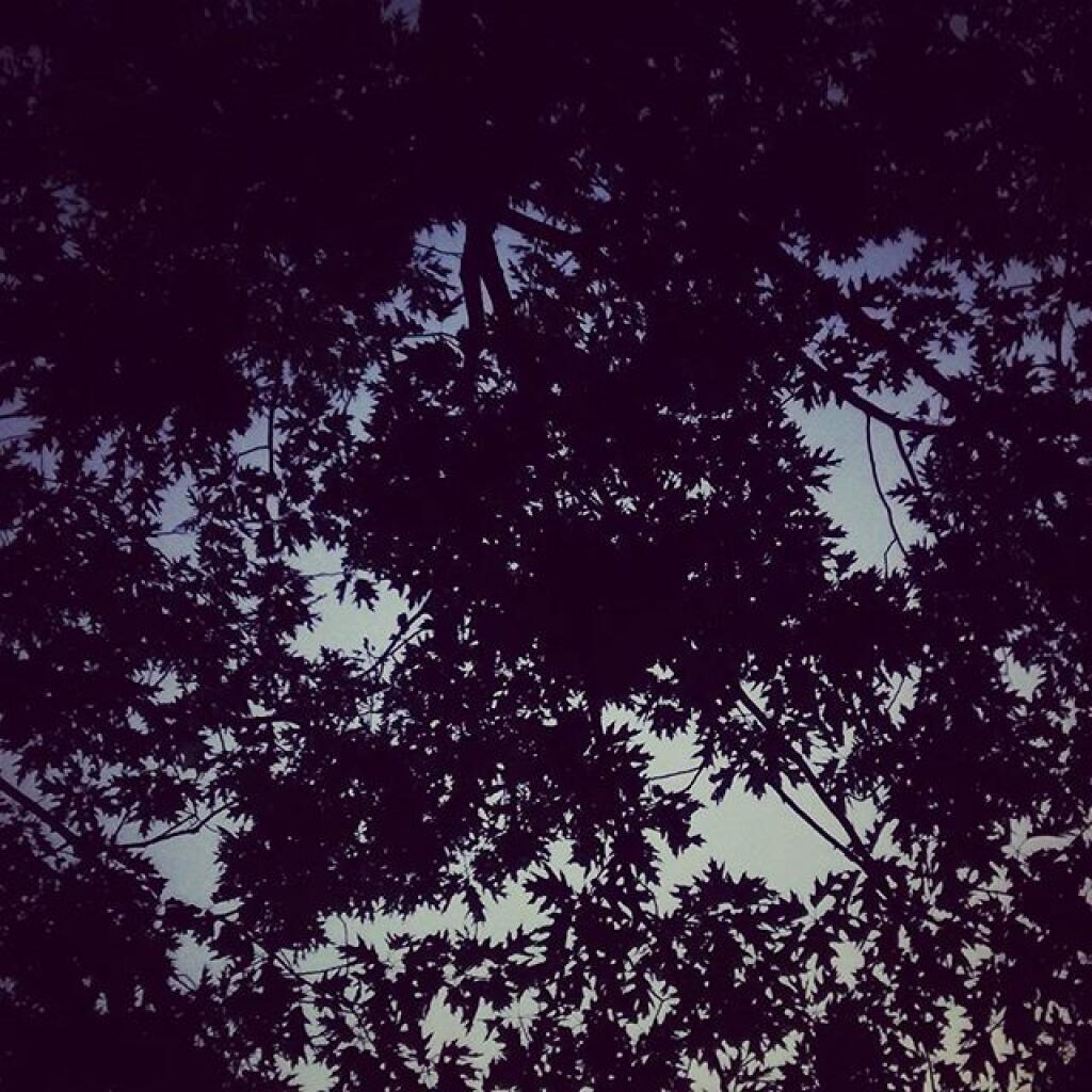 Photo: Oak Photo: Oak