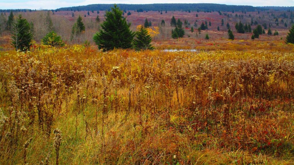 Photo: Dolly Sods Wilderness Photo: Dolly Sods Wilderness