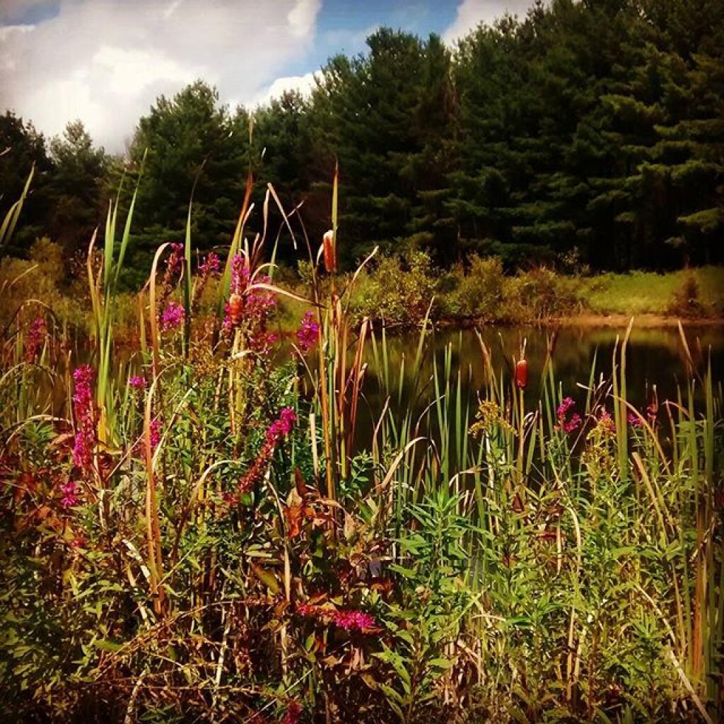 Photo: Purple Loosestrife Photo: Purple Loosestrife