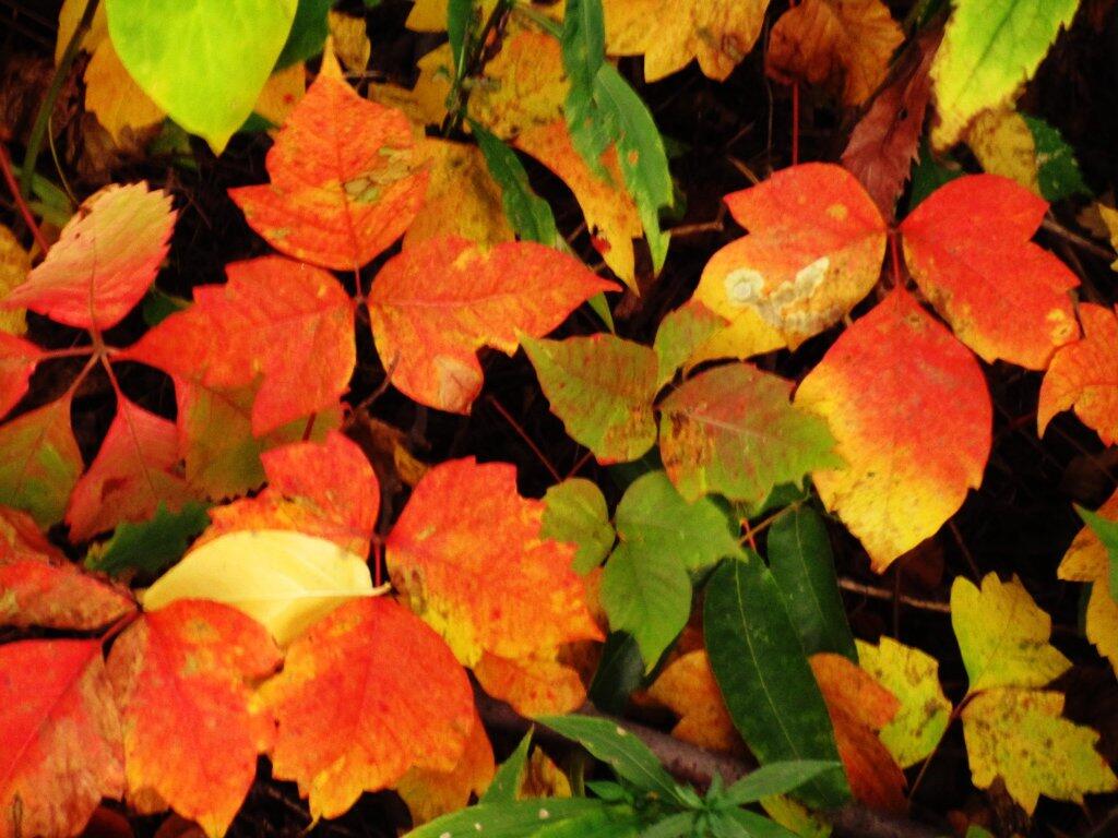 Photo: Posion Ivy Turning Red Photo: Posion Ivy Turning Red