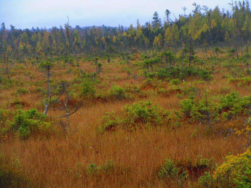 Photo: Bog Photo: Bog