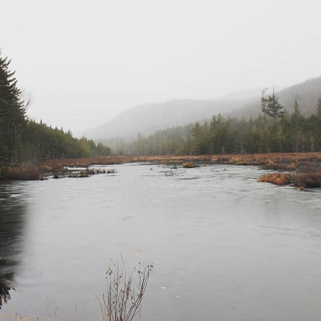 Photo: Ice forms on Swamp