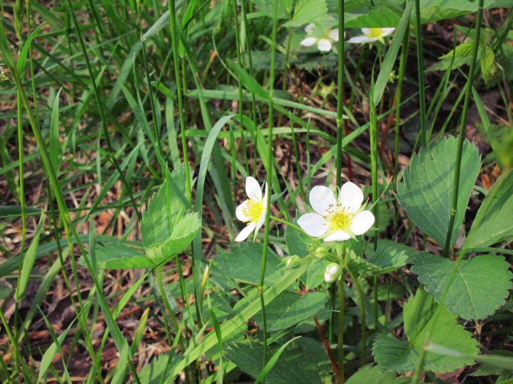Photo: Wild Strawberry Photo: Wild Strawberry