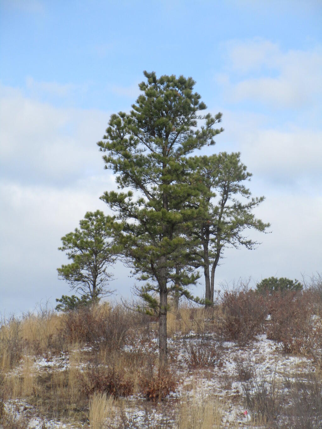 Photo: Trees Photo: Trees