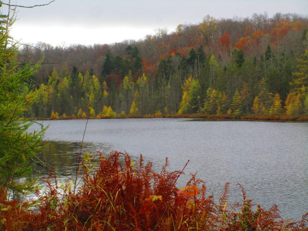 Photo: Pine Pond Photo: Pine Pond