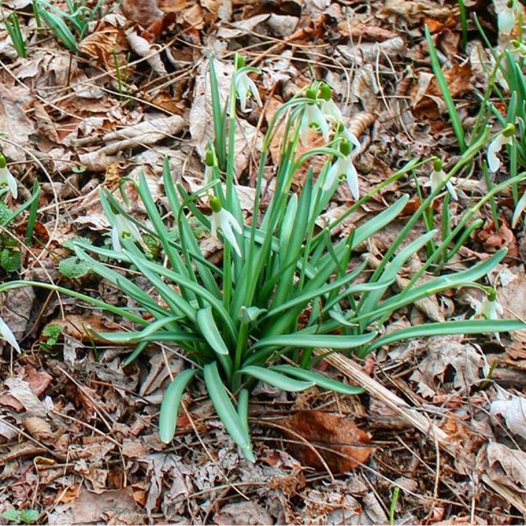Photo: More signs of spring Photo: More signs of spring