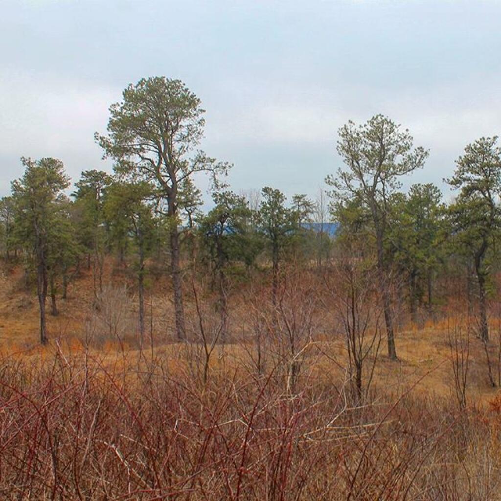 Photo: Off Blueberry Hill Photo: Off Blueberry Hill