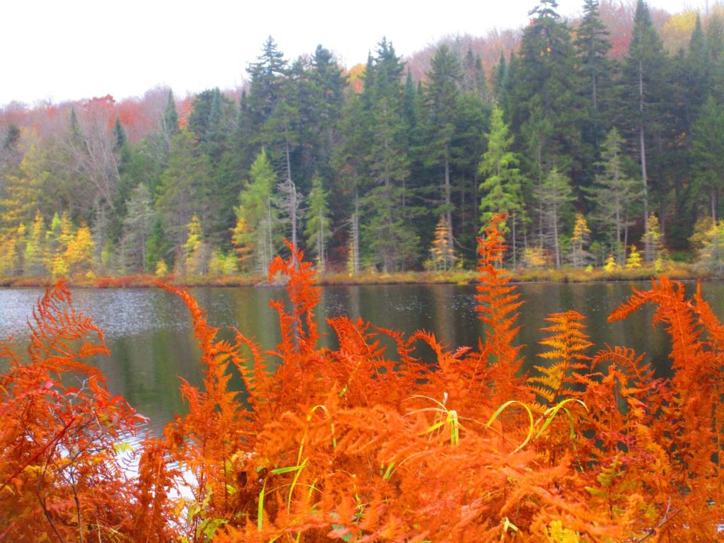 Photo: Pine Pond Photo: Pine Pond