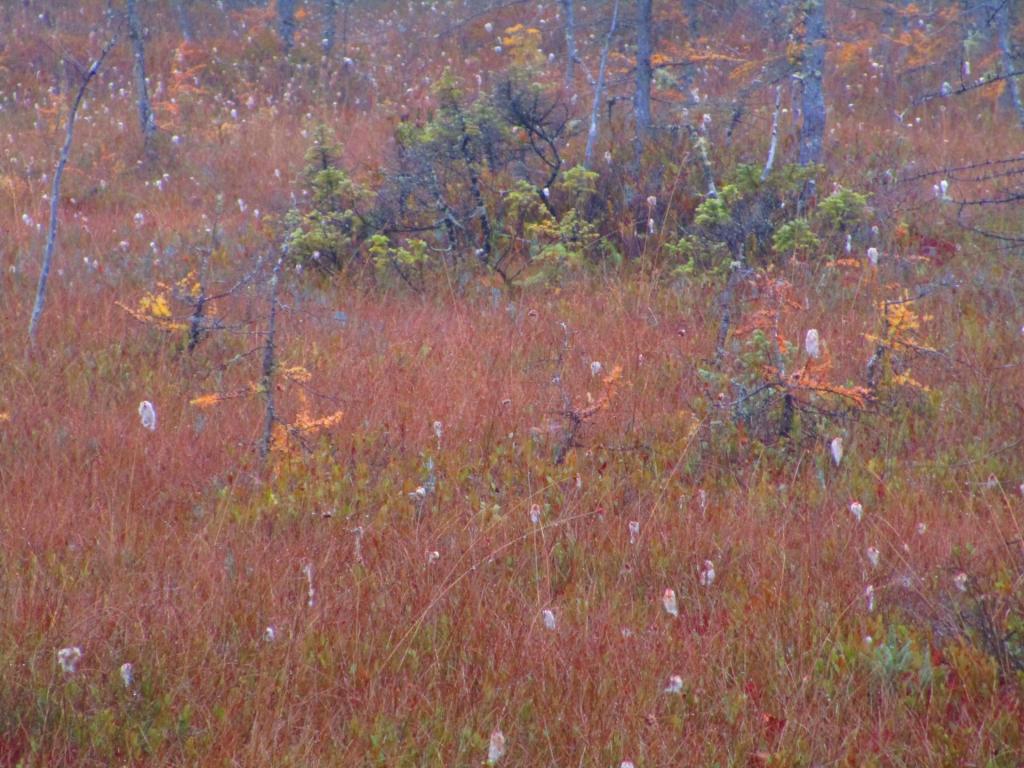 Photo: Bog land Photo: Bog land