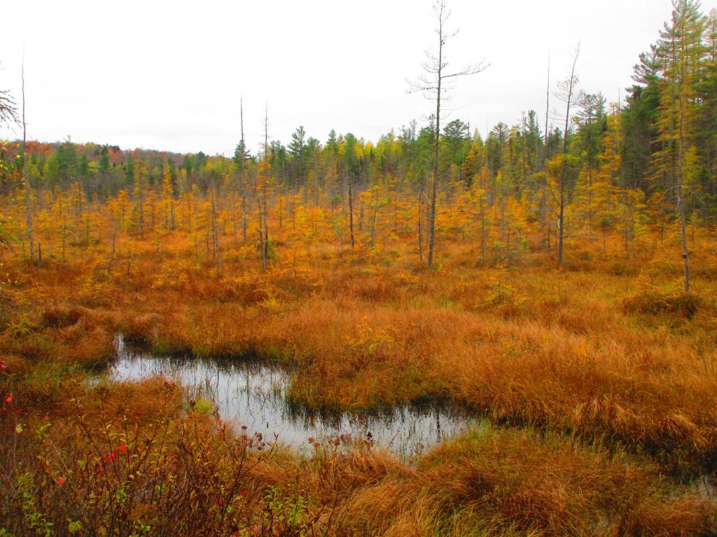 Photo: Horseshoe Lake Outlet Photo: Horseshoe Lake Outlet