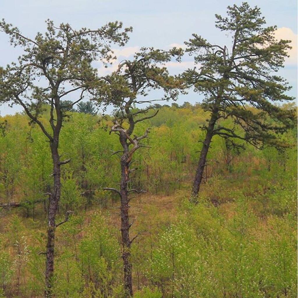 Photo: Pitch Pine Photo: Pitch Pine