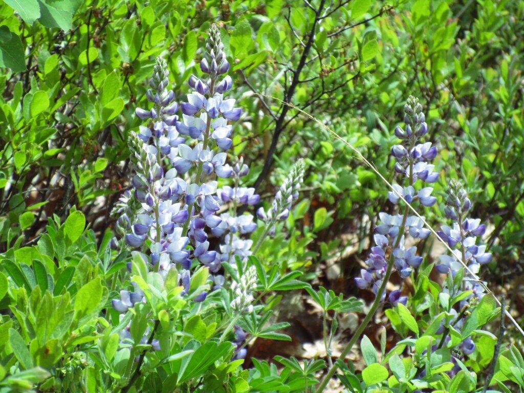 Photo: Another Lupine Picture Photo: Another Lupine Picture