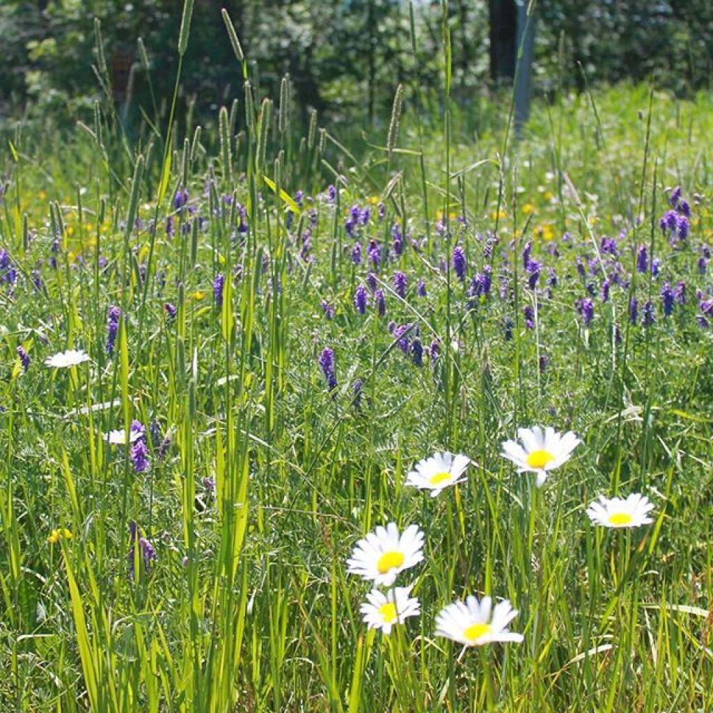 Photo: Wildflowers Photo: Wildflowers